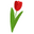 The Red Tulip