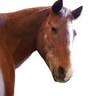 Reins and Rainbows Therapy Center