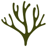 Codium
