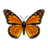 Charlotte Rhoades Butterfly Park