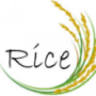Rice Asian House, Sushi & Thai