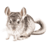 Rondas Chinchillas