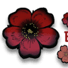 Florarie Brasov - Rasnov Rosenau Bouquet Shop