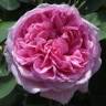 Rosarium Rathewalde