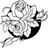 Rose Of Bengal