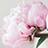 Saito Florist