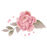 salon peony