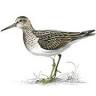 Sandpiper Cottage FL