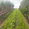 Joe's Sandy Hill Vineyard & Produce