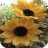 Sun Reeve Pharmacy