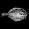 Sea Salt and Sole Ellon