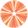 Sea Urchin Science Centre