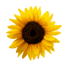 SendFlowers.pk