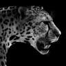 Servis Cheetah
