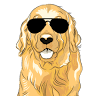 Shades Sunglasses and Casual Apparel