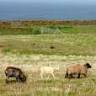 Sheep &Shawl