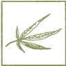 Green For You canapa store