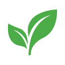 Turning Leaf - Minot