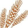 Shuswap Health Foods Ltd