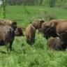 Silver Bison Ranch | Bison Meat For Sale