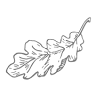 Silverleaf