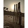 TIGER CRICKET STADIUM