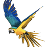 Sky Birds Sales