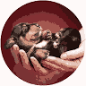 Snuggle and Cuddle Home Dog Boarding (5* Wealden District Council Licence)