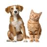 St. Augustine Animal Clinic