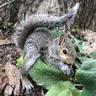 St. Clair County Critter Removal, LLC