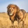Steady Safaris Limited