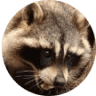 Steve's Wildlife