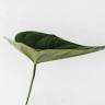 Studio Verde