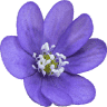 Summer Hill Seeds