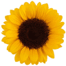 Sunflower Montessori Nursery Frome