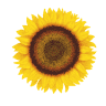 Sunflower Hill at Irby Ranch