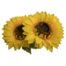 Sunflower Thai