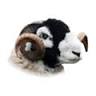 Swaledale Sheep Breeders Association