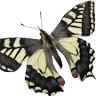 Swallowtail at Sea Pines