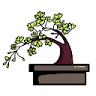 Taller de Bonsai