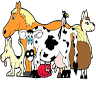 Taree Veterinary Hospital