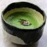 Tea Ceremony Camellia FLOWER
