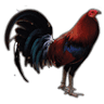 Taqueria El Gallo