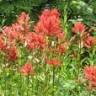 Teton Plants