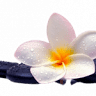 Centro Estetico Thai Massage