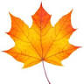 Thanksgiving Point Dental