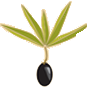 The Black Olive