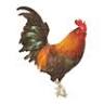 The Cock