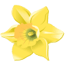 The Daffodil Festival