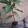 Hồ sen vua khổng lồ